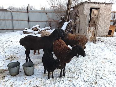 Баран, овца: Продаю | Овца (самка) | Для разведения | Матка — 10