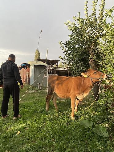 отдам животных в хорошие руки: Продаю | Музоо, торпок — 1