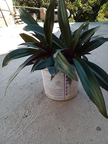 фарель ош: Растение комнатное “Рео багровое” (Tradescantia spathacea, синоним — 2