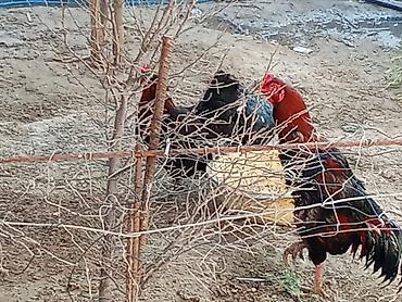 heyrətilər: Məhsul: Qızıl-qara rəngli kənd xoruzları (3 baş) Təsvir: - Şəkillərdə — 2