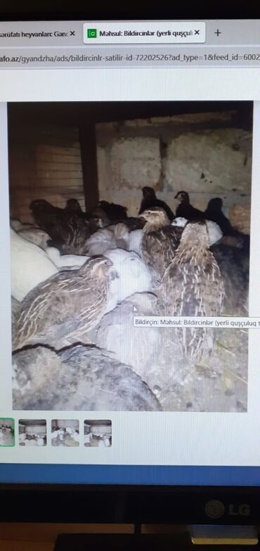 в добрые руки баку: Другие птицы