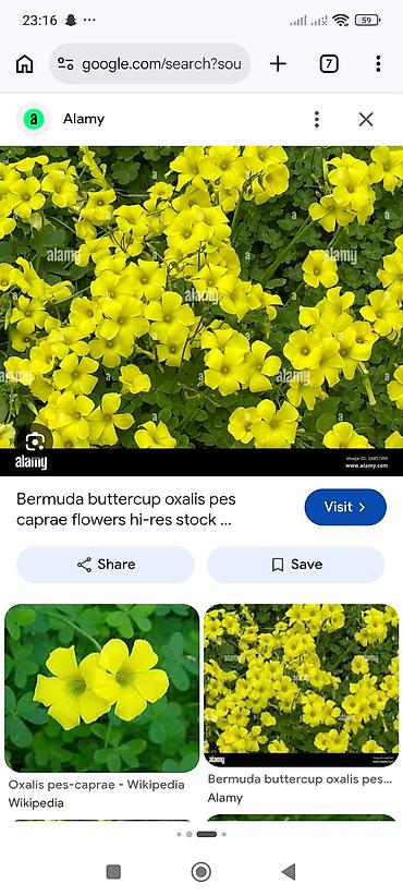 Уличные растения: Sarı oxalis (Oxalis pes-caprae) soğanaqları. Parlaq sarı çiçəkləri və — 1