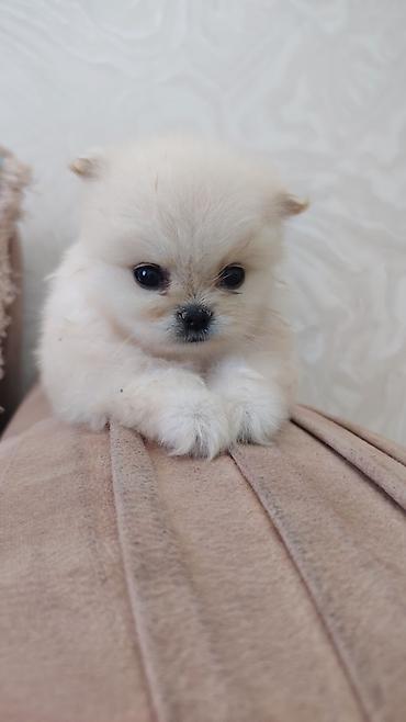 pomeranian boo qiyməti: Şpitz, Erkək, Ünvandan götürmə — 4