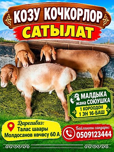 крематорий для животных бишкек: Продаю | Ягненок | Арашан | На забой — 1