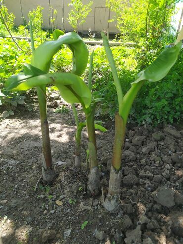 бамбук растение: Банан гул