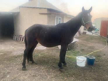 звонок собака фото: Продаю | Кобыла (самка) | Рабочий — 3