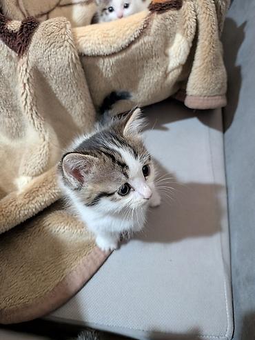 молоко для котят: 1 месяц, Девочка — 3