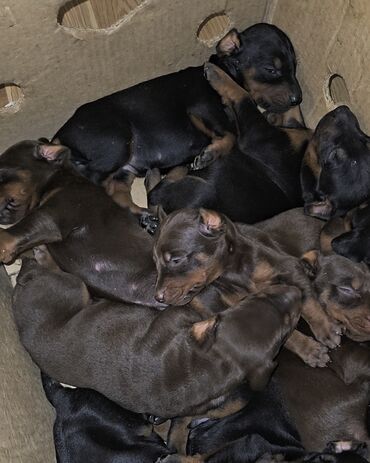 i̇tlər doberman: Доберман, 1 месяц, Самка, С родословной, Платная доставка, Самовывоз, Бесплатная доставка