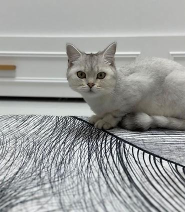 шиншилла кошка цена: Золотая шиншилла — 8