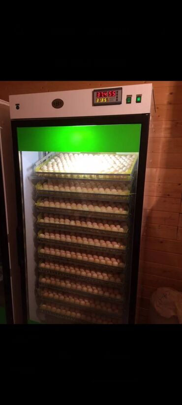 продаю яицо: Продаю | Цыплята, Инкубационные яйца | Полубрама, Бройлерная, Бойцовая | Для разведения