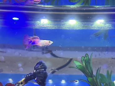 Balıqlar: Sülhsevər, Ödənişli çatdırılma -da lalafo.az — 9 Balıqlar: Sülhsevər, Ödənişli çatdırılma — 9