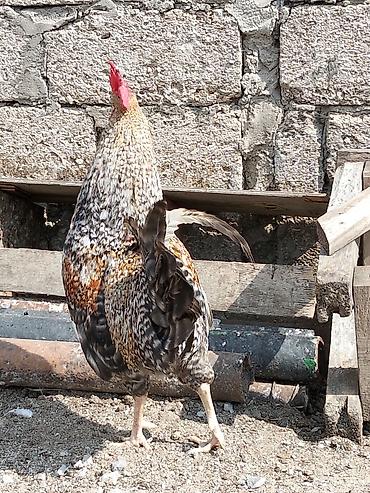 xoruz satlir: Salam bir cüt Xarkov cinsi xoruz ve ferəsi satılır qiymət 45 manatdı — 2