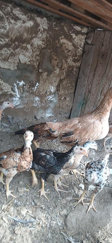 quş satışı: Heyrati6 ti cuce 1 ay yarimliqdi 1 Fere yeni analari 150 manata super — 4