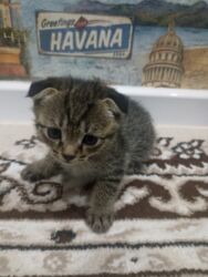 алабай щенок цена: Скотиш Фолд (Шотландиялык шалпаң кулак), 2 айлык, Эркек, Аргын