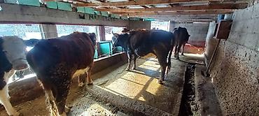 Коровы, быки: Продаю | Корова (самка) | Для разведения | Привязанные — 12