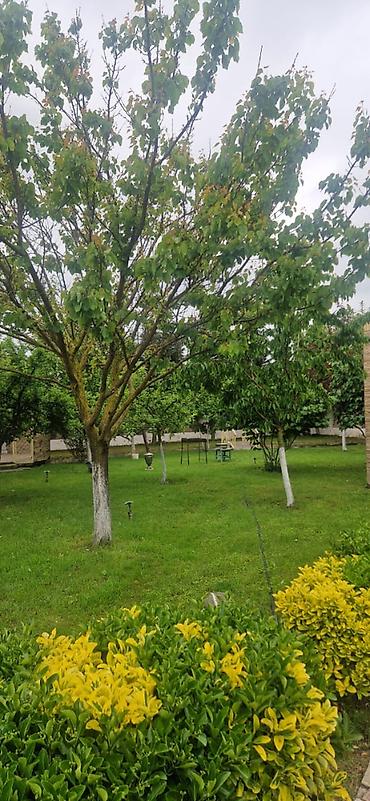 Həyət evləri və villaların satışı: 8 otaq, 500 kv. m, Yeni təmirli -da lalafo.az — 16 Həyət evləri və villaların satışı: 8 otaq, 500 kv. m, Yeni təmirli — 16