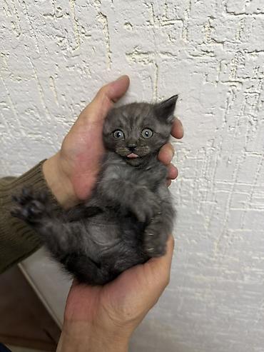Отдам даром кошку: Котята ищут заботливых хозяев 🐾 Отдам котят в добрые, ответственные — 4