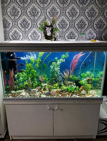 Dördbucaq akvarium, Balıqlarla birlikdə, 351 l, Ünvandan götürmə