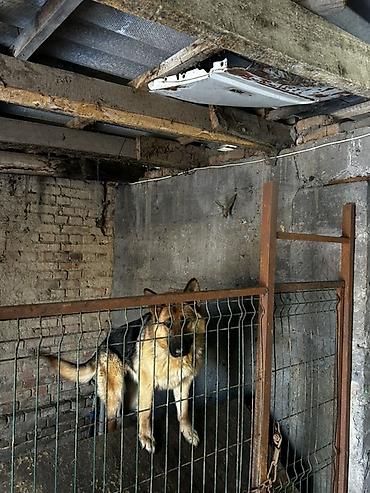 Металлические заборы: Вольер для собаки из металла с дверцей - Конструкция: каркас из — 5