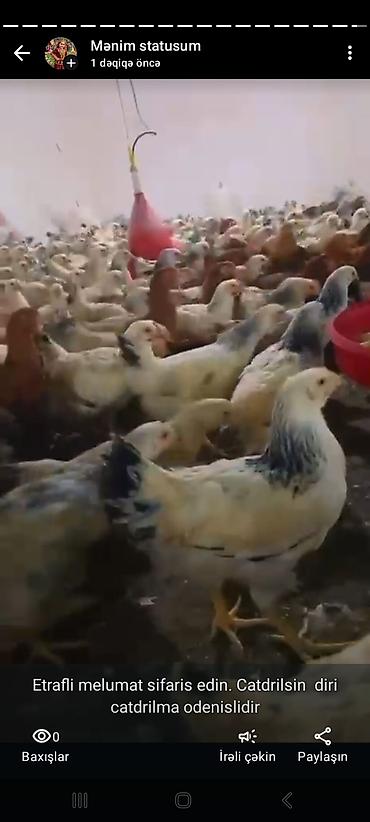 K/t heyvanları və malları: Toyuq cücələri, Damazlıq — 2