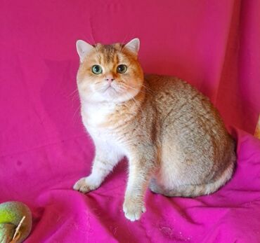 британская короткошерстная британская короткошерстная кошка: Вязка! Британский кот, привозной, документы системы WCF, золотая