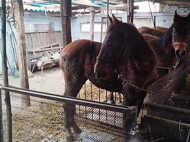 Лошади, кони: Продаю | Жеребенок | Рабочий — 9