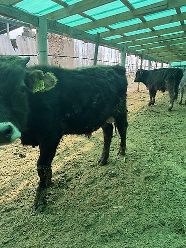 Коровы, быки: Продаю | Бык (самец) — 10