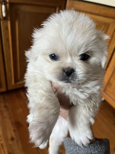 İtlər: Pekines, 1 ay, Dişi — 9