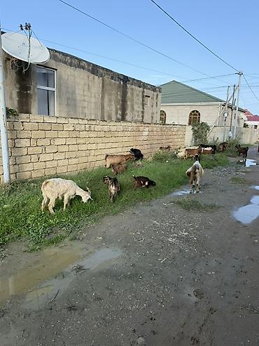 quba heyvan satisi: Dişi, il: 1, 50 kq, Damazlıq, Ünvandan götürmə — 5