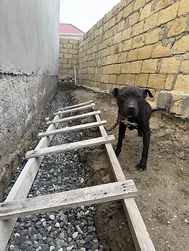 İtlər: Pitbul, 1 il, Dişi, Peyvəndli — 7