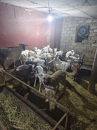 dişi keci: Şəkillərdə təsərrüfatdan qarışıq yaş və rənglərdə keçilər sürüsü — 6
