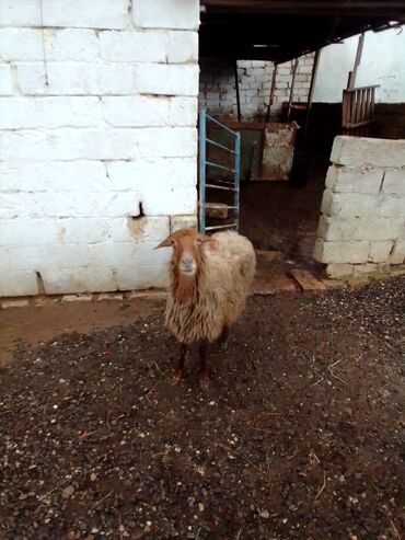 Qoyunlar, qoçlar: Qiymət cütünə ayıdır real alıcıya endirim olacaq boğaz heyvan di — 8
