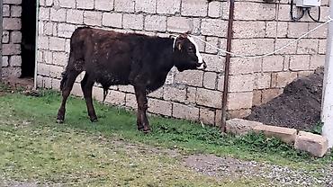 Inəklər, öküzlər: Erkək, Simental, il: 4, 550 kq — 15