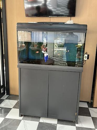 Аквариумы: Böyük həcmli akvarium komplekti - Şüşə akvarium: geniş ön baxış — 4