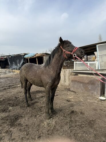 Лошади, кони: Продаю | Жеребец | Рабочий — 9