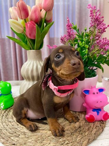 Psi: Odgajivacnica pasa "Happy Puppies" iz Novog Sada ima u ponudi stence — 10