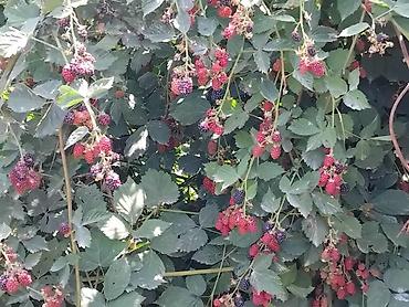 Ежевика: Лохнес сорту Ежевика садовая (саженцы/кустовые посадки) - Культура — 6