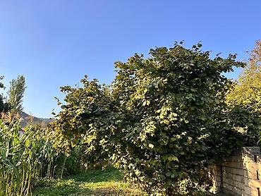 xudaferin korpusu cekmek: 5 sot, Tikinti, Mülkiyyətçi, Kupça (Çıxarış) — 4