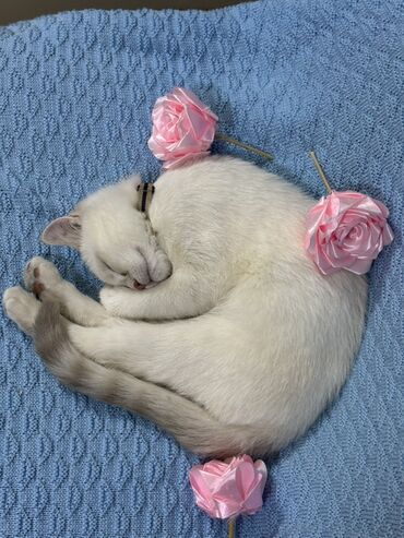 Pişiklər: Britan — 3