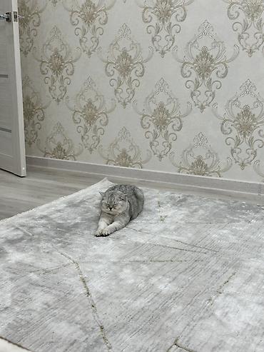 сливы пантера котедж: Шотландская вислоухая кошка (окрас серебристый шиншилла) - Порода — 1