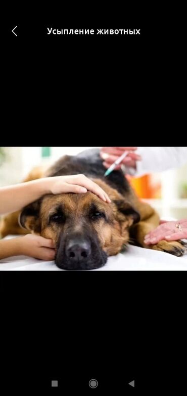 Услуги ветеринара: Усыпление собак крематорий общий
