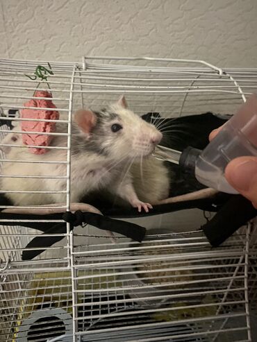 Крысы: Всем хай отдадим крыс в хорошую руку они чистые не кусаются
