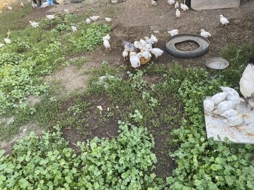 где можно купить индюков: Продаются цыплята 
По номеру