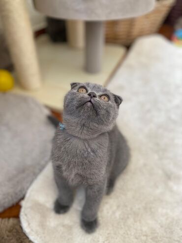 Pişiklər: Şotland yastı qulaq, Erkək, Dişi, Yaxşı əllərə, Ünvandan götürmə, Pulsuz çatdırılma, Ödənişli çatdırılma — 130