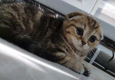 Продажа кошек: Скотиш Фолд (Шотландская вислоухая), 2 месяца, Девочка — 5