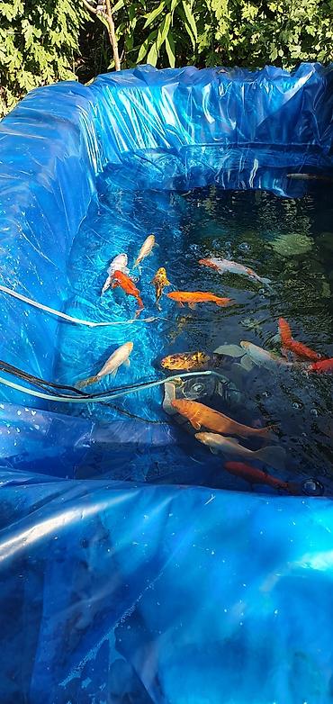 Рыбы: Рыба карп кои японские декоративный разне цветле размер7-10см до 35см — 5