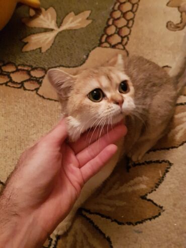 Pişiklər: Qızıl şinşilla, Erkək, Dişi — 7