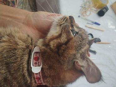 Отдам даром кошку: Кошка даром: Беспородная, Девочка — 2