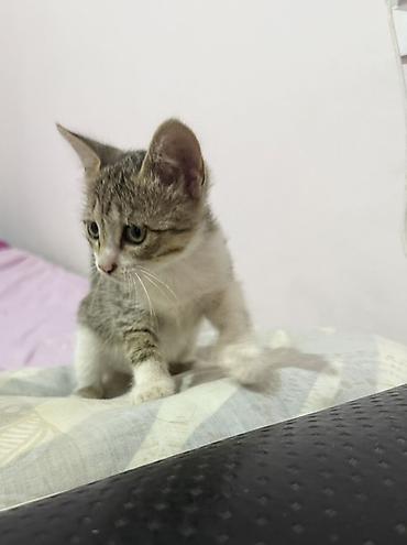 Yaxwi ellere sahiblendirilir ev piwiyidi baladi