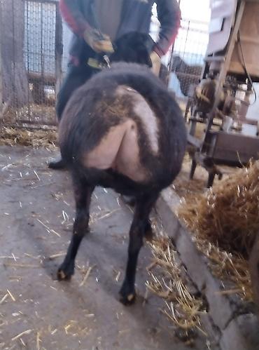 Баран, овца: Продаю | Овца (самка) | Для разведения | Племенные — 19